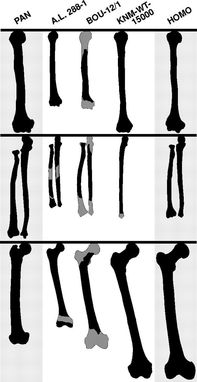 Australopithecus garhi