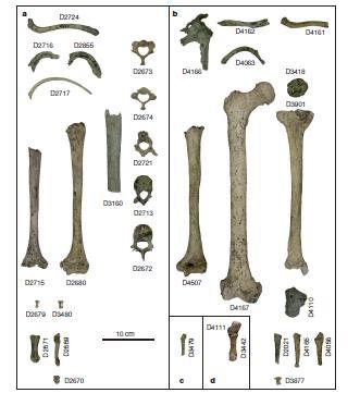 Dmanisi archaické znaky prokazují nezávislý