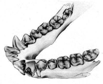 Adapidae a první zástupci nadčeledi Hominoidea Parapithecoidea čeleď