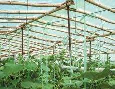 هزینه در هکتار کمتر برای خیار گلخانهای و سبزی و صیفی نسبت به سایر کودهایNPK نواتک -8 ازت )N( فسفر )P 2 O 5 ( درصد عناصر) ( پتاسیم )K 2 O( منیزیم )MgO( سولفور )S( 5 - - 8 ساخت آلمان.