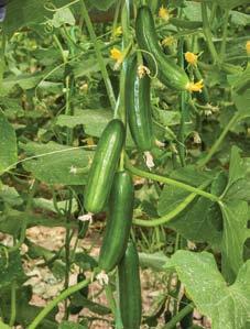 ساخت هند وکوزیم دریپ.سرشارازعصارهجلبک دریایی nodosum( )Ascophyllum.تهیه شده به روش تخمیر ساقه جلبک و حفظ خصوصیات اولیهجلبکدریایی.موثر در رشد و توسعه خیار گلخانهای/ سبزی و صیفی.