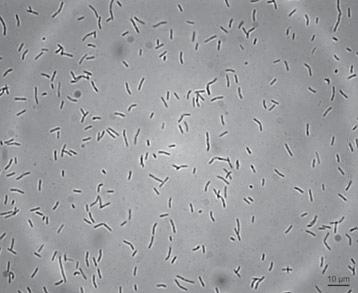 Brewing Microbiology Bacteria of the Genera Bacillus, Brevibacillus and Paenibacillus showed visible turbidity within 18 days (B. cereus MH1) and 14 days (B. licheniformis MH2) after inoculation.