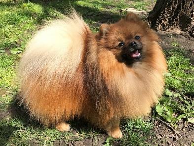 BONITACE ZBRASLAV 12.-13.5.2017 Pomeranian/Německý špic trpasličí psi MICHAEL JACKSON Ancarado Creme sable 26 cm zuby: PN-P2, PD-P1, LN-P2, LD-P1 CMKU/NS/1391