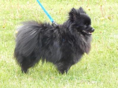 ELLA ESMÉ Moravský klenot Černá 23 cm zuby: PN-P1,3, PD-P1,2,4, LN-P1,3, LD- P1,2,4 Poznámka: na 2 vrhy plnochrupý pes CMKU/NS/13126/14 * 25.9.