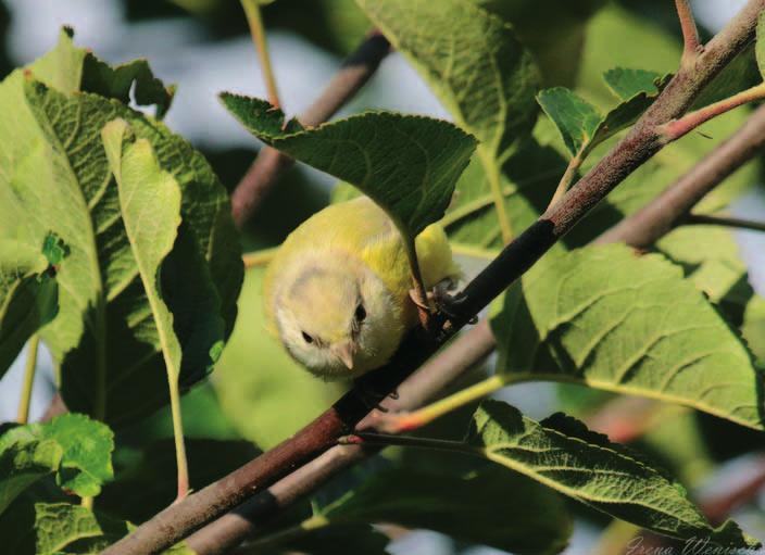 Zajímavé barevné mutace sýkor modřinek (Cyanistes caeruleus) z našeho regionu než bylo vytvořit hnízdní příležitosti pro břehule.