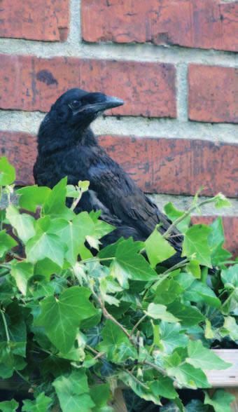 Havrani polní (Corvus frugilegus) v Rumburku v roce 2017 aneb havrani kontra Rumburk? zohledněn vzrůst mláděte, resp. odhad věku mláděte.