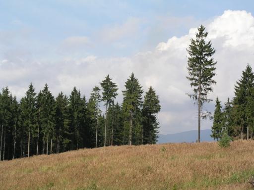 Armillaria ostoyae podpňovka smreková Smrek