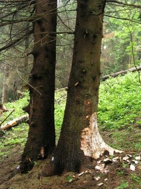 Armillaria