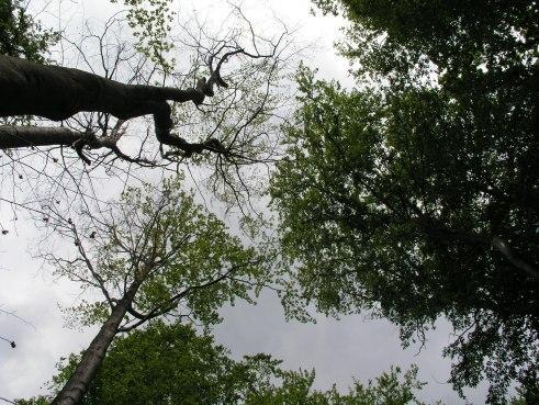 defoliácia Armillaria