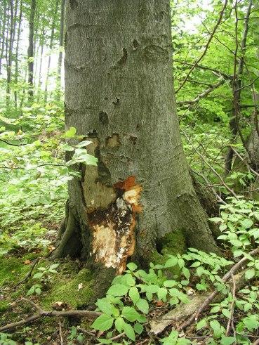 syrócium Armillaria