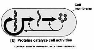Svět RNA co bylo dříve DNA nebo proteiny? RNA je genetický materiál i katalyzátor postuloval Crick 1968 katalytická aktivita RNA (Cech 1982) RNA svět (W.