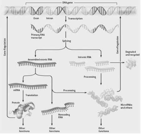 Nekódující RNA: