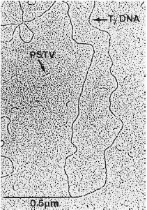 Viroidy: nejpodobnější časným replikonům - patogeny rostlin - 200 až 10 000 kopií na buňku - malé RNA genomy