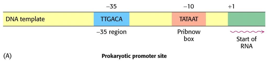 Transkripce startuje