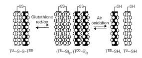 Proteiny při vzniku života Chirální selektivita Formování coiled-coil