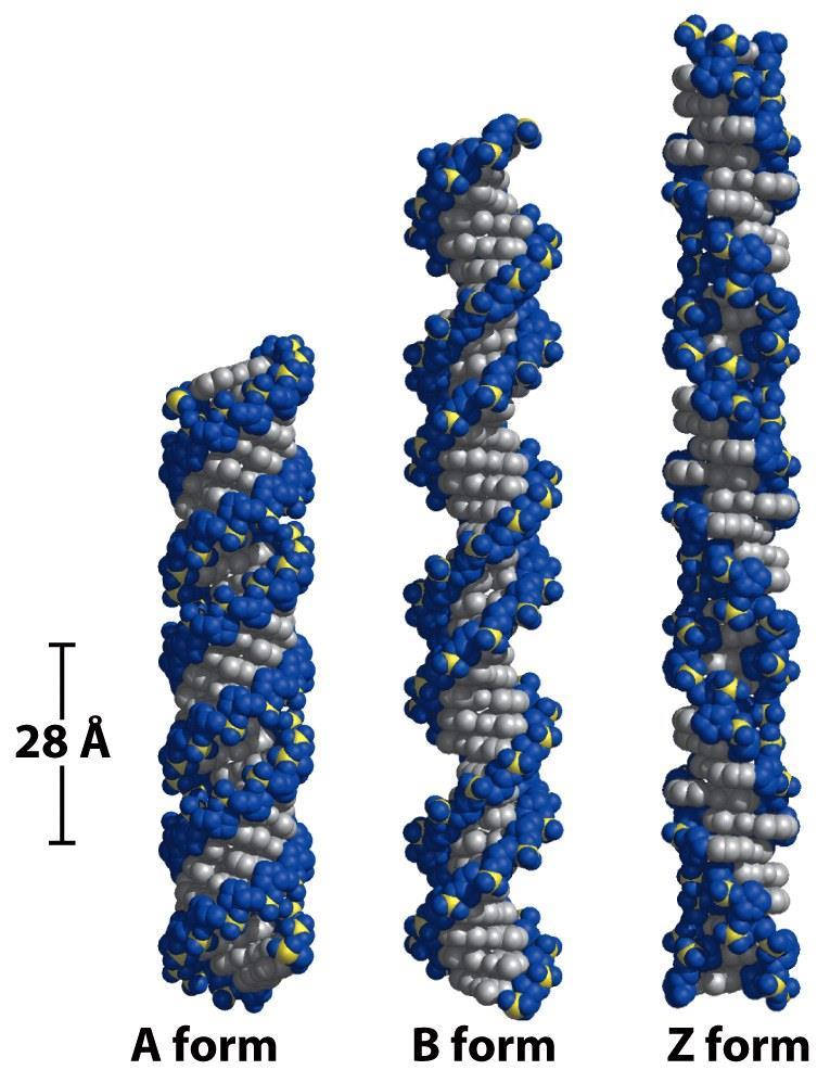 DNA se vyskytuje v různých 3D formách B form Watson-Crick structure A