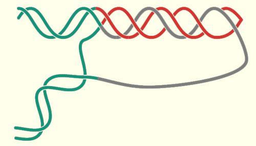 žlábku H - DNA