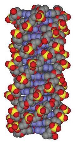 DNA