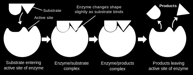 Enzymatická katalýza Katalýza pomocí proteinů Protein 21 aminokyselin Kofaktor neproteinová skupina v