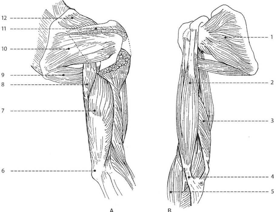 Obr. č. 4 Svaly paže (Dylevský, 2009) A zadní plocha: 6-olecranon ulnae, 7-m.biceps brachii, 8-m.triceps brachii(caput longum), 9- m.teres major, 10-m.infraspinatus, 11-začátek m.deltoideus, 12-m.