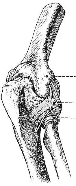 Loketní kloub articulatio cubiti Loketní kloub umožňuje přiblížit ruku k ústům, což je jeden ze základních důležitých pohybů horní končetiny.