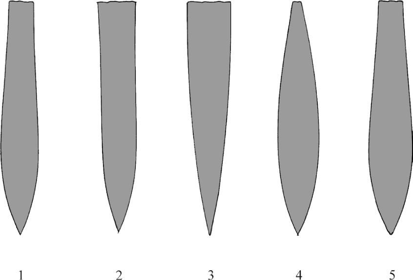 Obr. 8 Tvary rostra: 1. mírně lanceolátní, 2. cylindrický, 3. kónický, 4. doutníkovitý, 5 lanceolátní (Košťák, 2004). 4.2 Systematika a taxonomie Studium belemnitů je založeno na morflogických parametrech fosilizovaných částí.