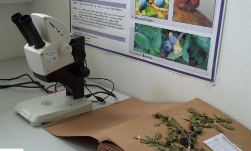 Laboratórium experimentálnej botaniky Obsah výskumu: - autochtónne druhy flóry Slovenska z ekonomicky