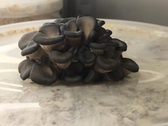 Laboratórium explantátových kultúr