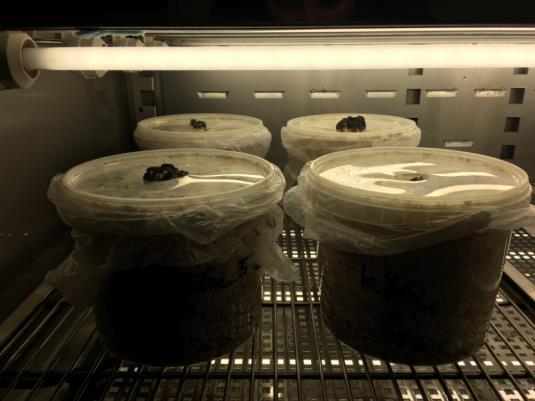 ekológie, Laboratoŕium agrobiodiverzity