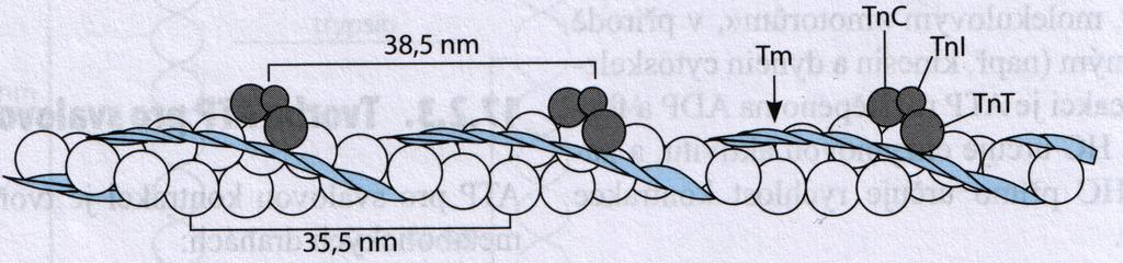 TENKÉ FILAMENTY tenký filament: tropomyosin heterodimer, superhelix (s S S můstkem) délky asi 40 nm každá jednotka spojuje 7 aktinových molekul troponin TnC homologní ke