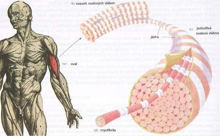 STRUKTURA KOSTERNÍHO SVALU svazky svalových vláken svalová vlákna mnohojaderné buňky tloušt ka 20 100 µm délka v cm (až