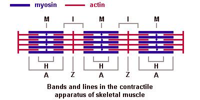 Myofibrila Sarkomera - aktinová + myosinová myofilamenta I- proužek (izotropní) aktin