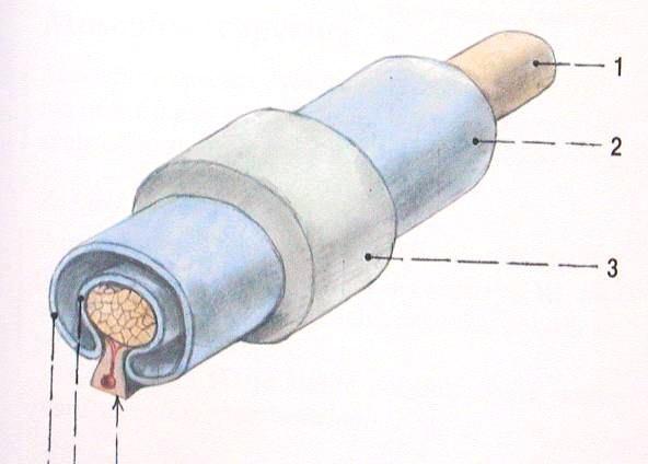 Pomocná svalová zařízení vazivové struktury: 1.