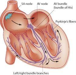 Vzrušivé ( nonkontraktilní) kardiomyocyty součást převodního /excitomotorického/ aparátu srdce: sinusový a síňokomorový uzlík, Hissův svazek rozdělený na pravé