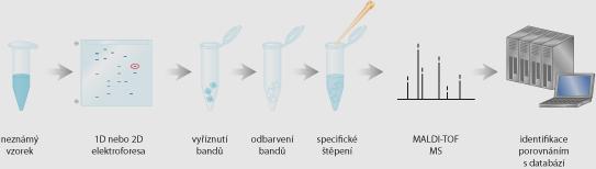 Obsah proteinů (a obdobně i sacharidů) na odrůdě a agroekologických podmínkách v roce pěstování. 3.
