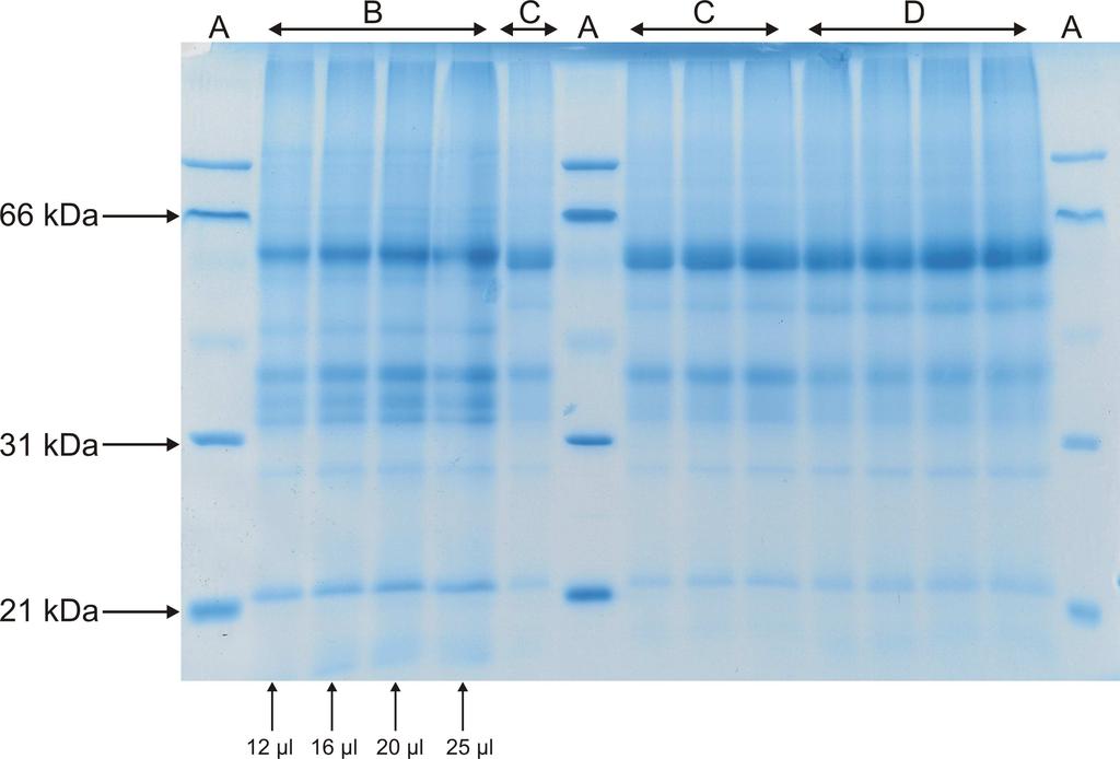Obr. č.18: A - standardy, B - zrno (v různém množství nadávkovaného vzorku: 12 µl,16 µl, µl a 25 µl), C - odběr ze 3.