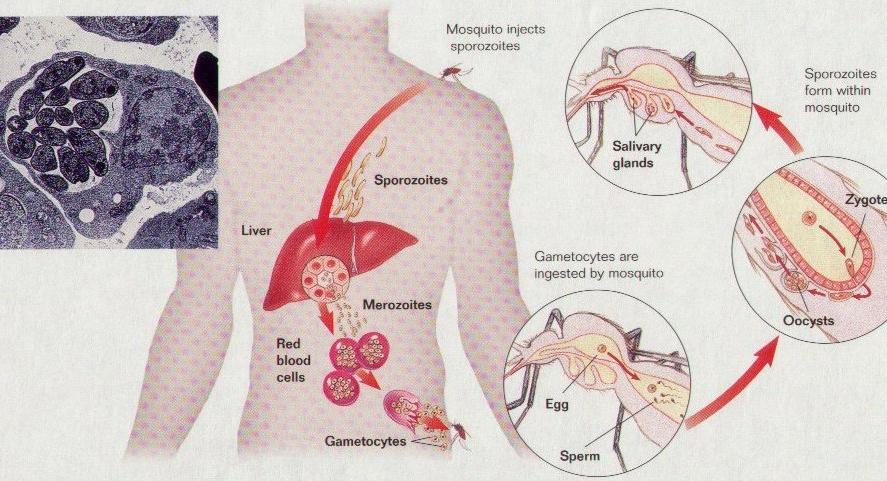 Terapie malárie - místa zásahu jednotlivých antimalarik EE-schizogonie: primachin Malarone Antirelapsová: primachin Erytrocytární