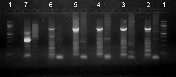 Vyhodnocení testu PCR Amplifikační produkt prvního kroku PCR má délku 0,8 kb. Výsledný produkt druhého kroku PCR (npcr) je o délce 1,3 kb.