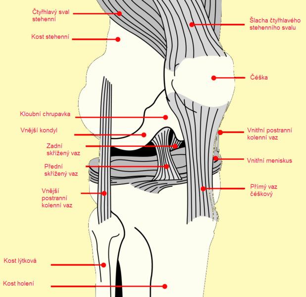 2 TEORETICKÉ POZNATKY 2.1 Charakteristika kolenního kloubu Kolenní kloub, articulatio genus, je největším, nejsložitějším a nejzranitelnějším kloubem lidského těla, jak lze vidět na obrázku č. 1.