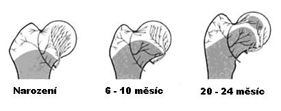 1.2.1 Vývojové aspekty a změny v poměrech cévního řečiště v průběhu vývoje jedince Dorsolaterální retinakulární artérie jsou velmi variabilní ve svém počtu.