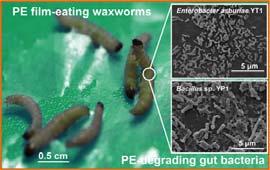 poškození mikroby bakterie plísně enzymy