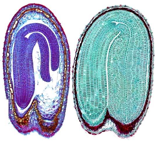 Primární meristémy založeny již v embryu http://botit.botany.wisc.