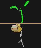 Klíční rostlina x semenáček (seedling) kořen se vždy vyvíjí jako první a roste směrem dolů do půdy pak vyrůstá ze