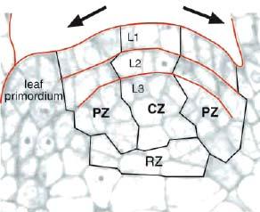 Podélný řez vegetativním SAM Arabidopsis vrstvy: L 1,L 2,L 3 zóny: centrální zóna (CZ), periferální zóna (PZ) ( RZ žebrový