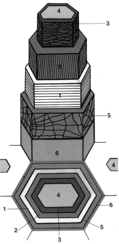 Obr. 4: Schéma buněčné stěny na příčném (dole) a trojrozměrném zobrazení (nahoře).