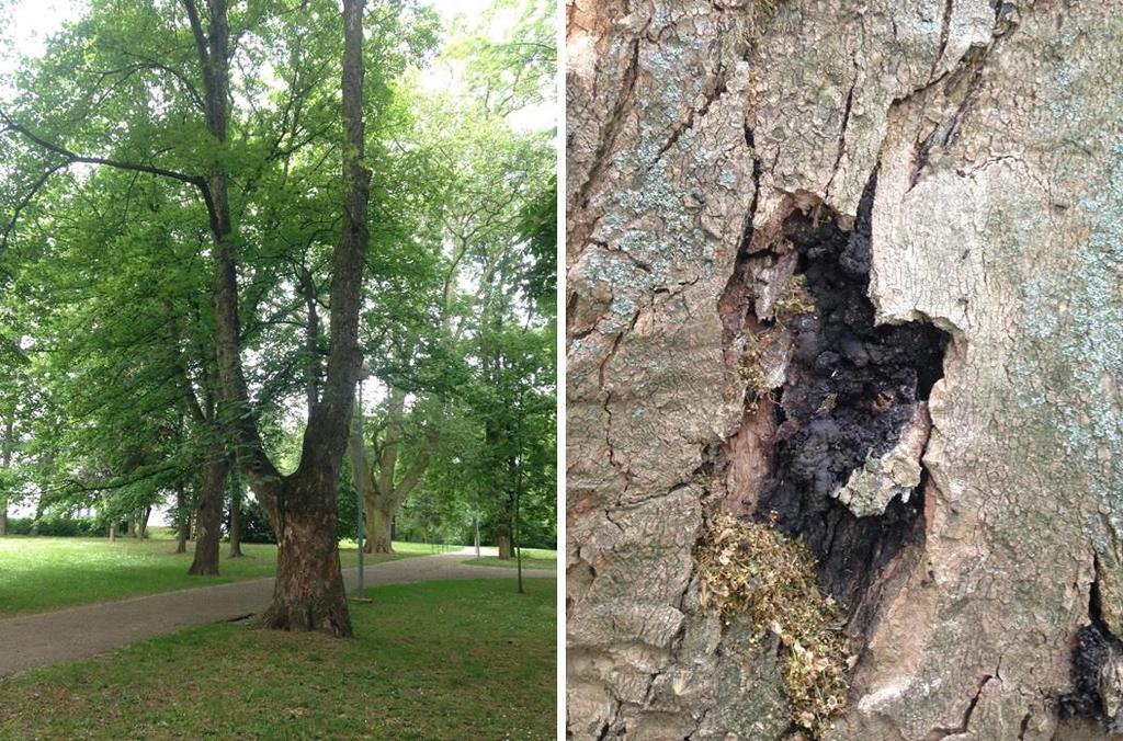 6.4 Návrhy ošetření Ošetření číslo 1 Dřevina: Acer pseudoplatanus, strom č. 1. Popis: Dospělý strom s kodominantním větvením nacházející se bezprostředně u cesty s pohybem osob, kam směřuje těžiště stromu.