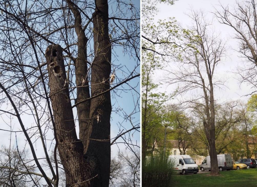 Ošetření číslo 4 Dřevina: Fraxinus excelsior, strom č. 4. Popis: Jasan v bezprostřední blízkosti frekventovaného parkoviště.