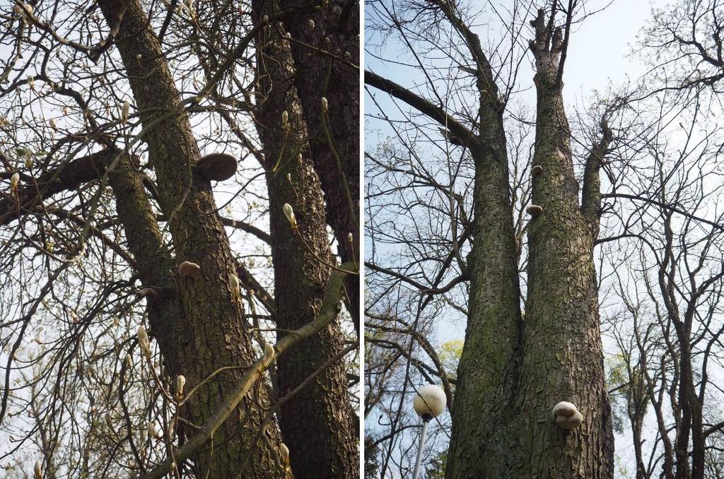 Ošetření číslo 5 Dřevina: Aesculus hippocastanum, strom č. 5. Popis: Dospělý jírovec s výrazně sníženou vitalitou, podstatná část koruny odlomená (Obr. 21). Roste v blízkosti pěší pozemní komunikace.