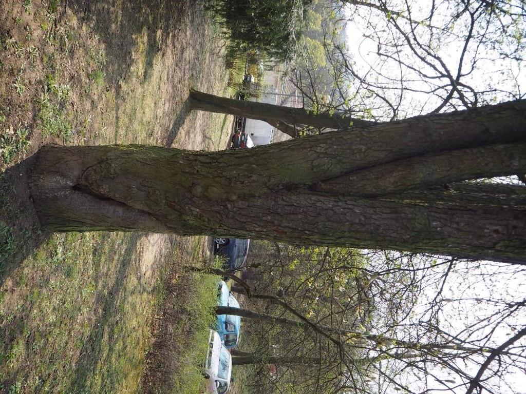 Ošetření číslo 6 Dřevina: Aesculus hippocastanum, strom č. 6. Popis: Jeden ze stromů v rozvolněné skupince jírovců s výskytem Fomes fomentarius (troudnatec kopytovitý).