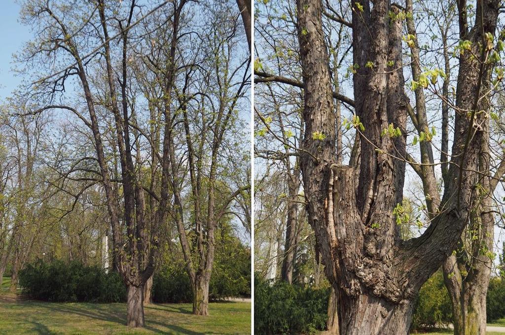 Ošetření číslo 7 Dřevina: Aesculus hippocastanum, strom č. 7. Popis: Dospělý strom v rozvolněné skupince jírovců. Bez nálezu plodnice, avšak se symptomy infekce v místech odlomení větví (Obr. 23).